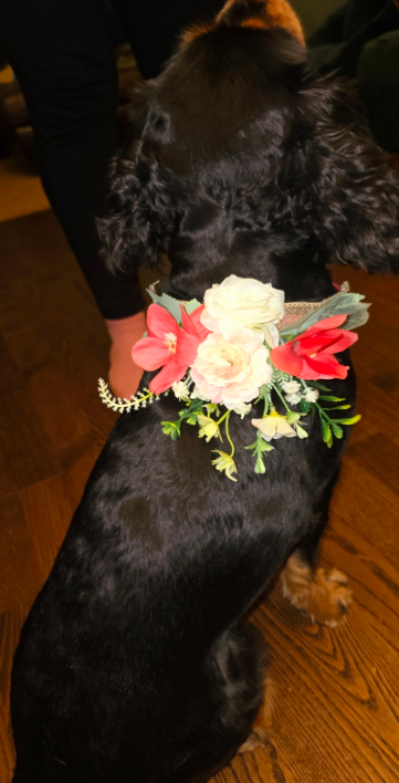 Blush Garden Floral Dog Collar